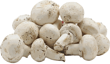 HONGO CHAMPINON CRIOLLO LB