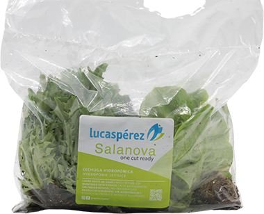 Lechuga SalanovaPAQ