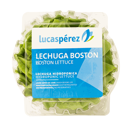 LECHUGA BOSTON (GLP)