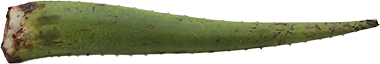 PENCA DE SABILA LB