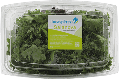 LECHUGA SALANOVA CHAMS 6 UN (GLP)