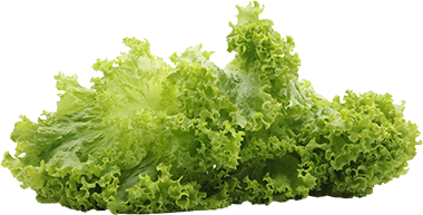 Lechuga CrespaUND