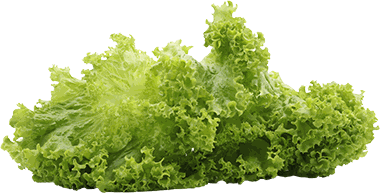 LECHUGA CRESPA UN