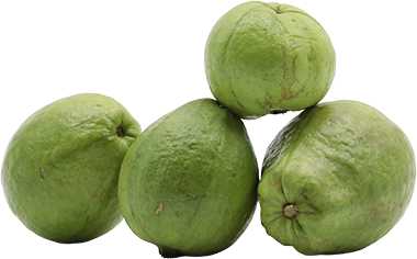GUAYABA INJERTA