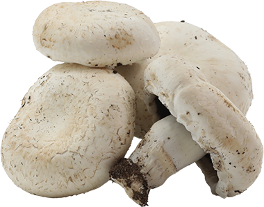 Hongo Portobello CriolloLB