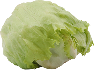LECHUGA REPOLLADA