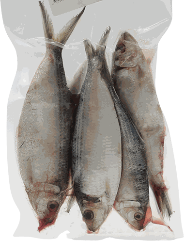 SARDINA FRESCA