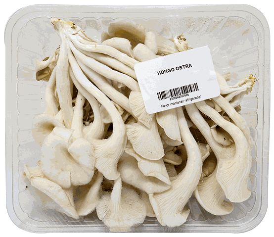 HONGO OYSTER (OSTRA) LB