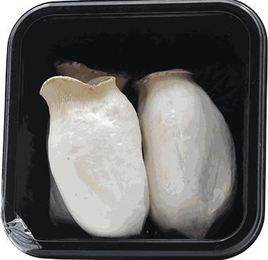 KING OYSTER (LB)