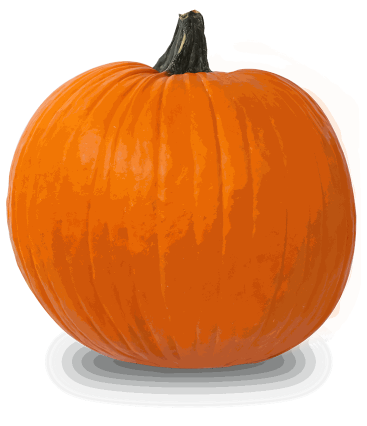 SQUASH PUMPKIN UN